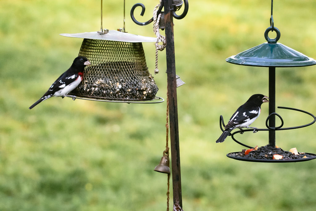 Backyard Birds NH-2159.jpg